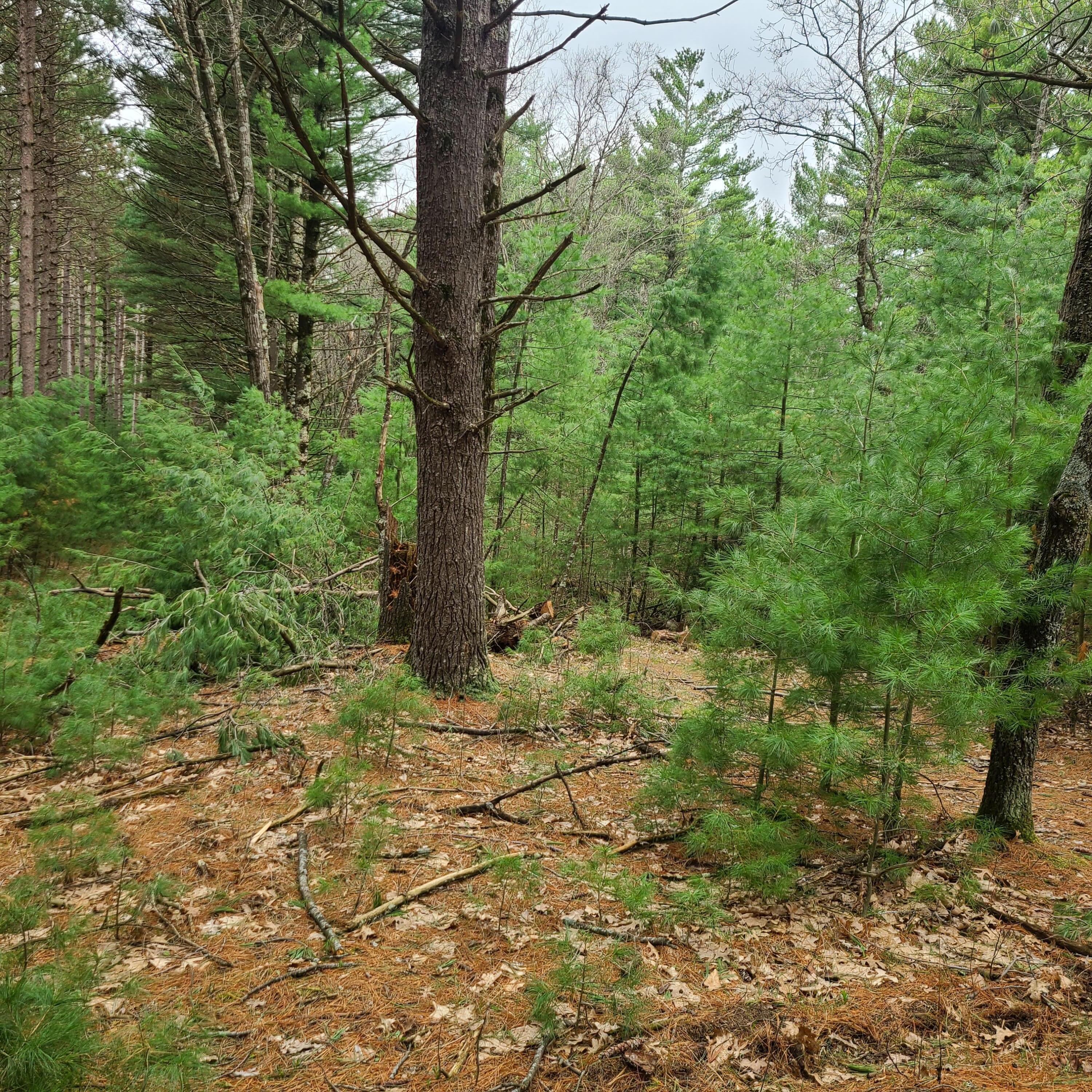 Lt1 Fawn Lane Hancock, WI 54943 - Photo 3 of 16 Peaceful wooded retreat