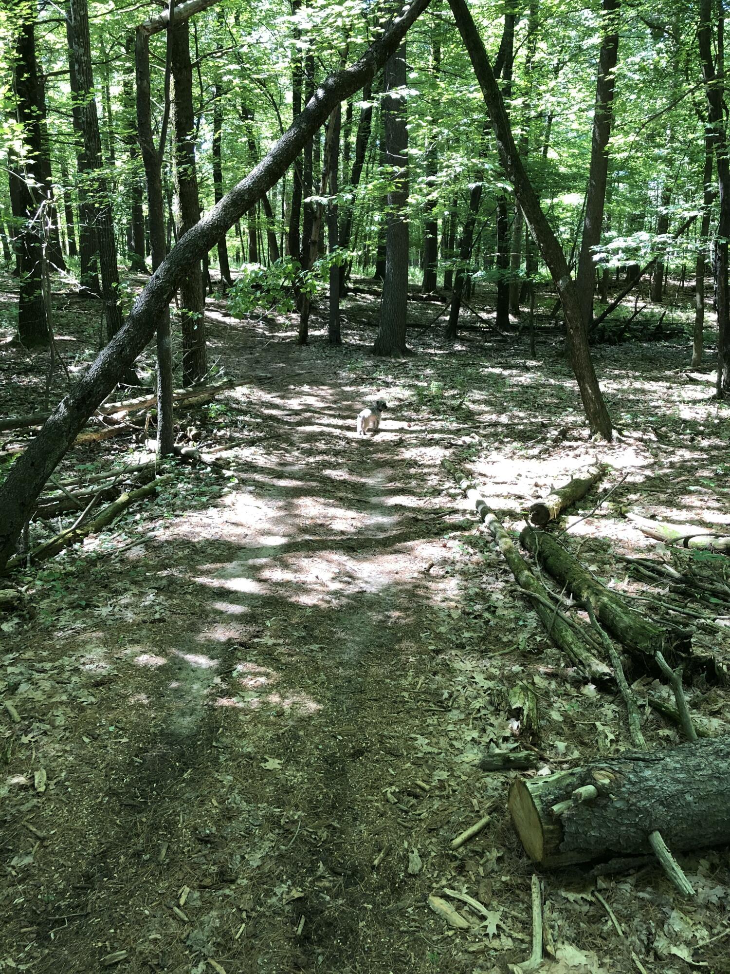 Lt1 Fawn Lane Hancock, WI 54943 - Photo 4 of 16 Build your dream in the woods