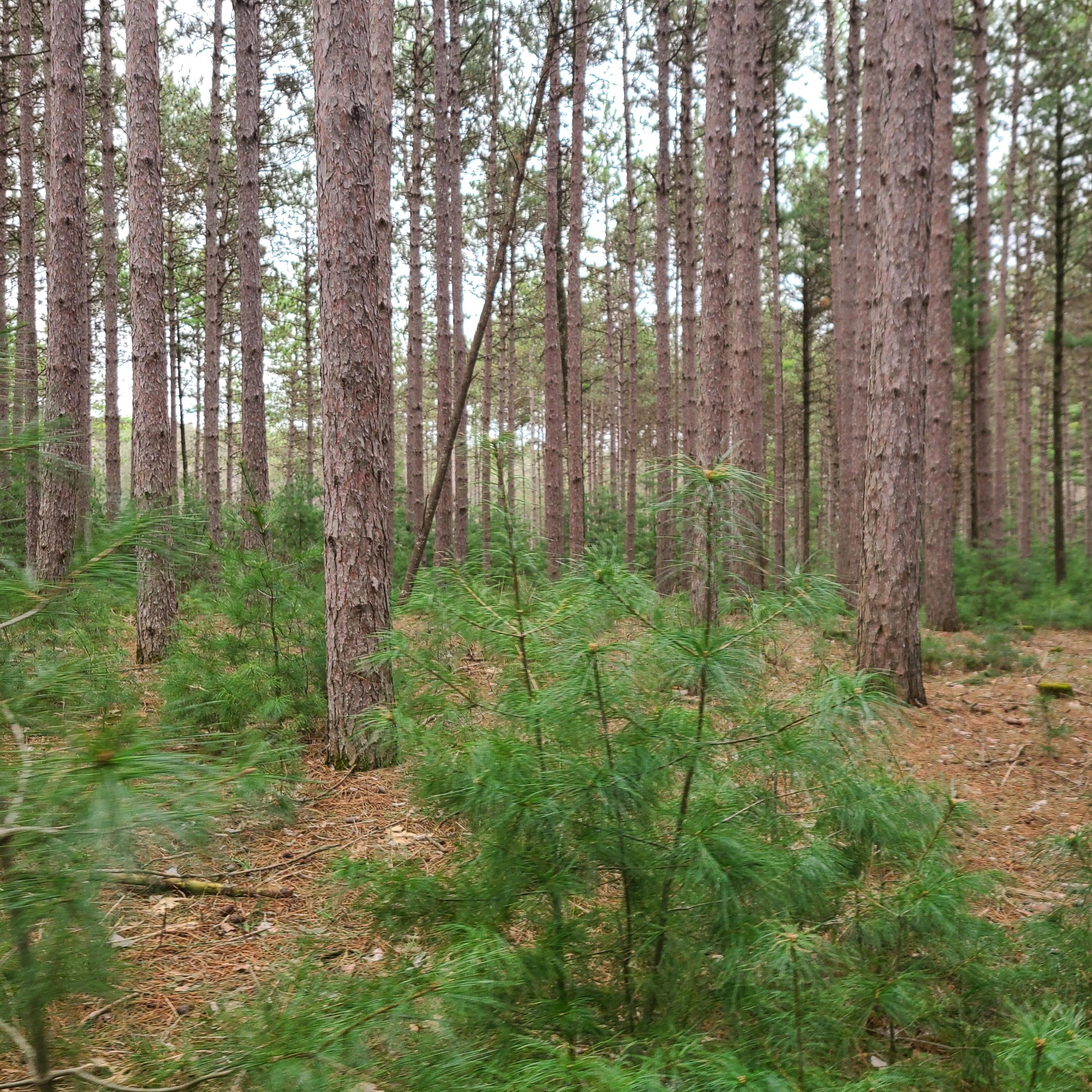 Lt1 Fawn Lane Hancock, WI 54943 - Photo 5 of 16 Tucked among the Red pine trees