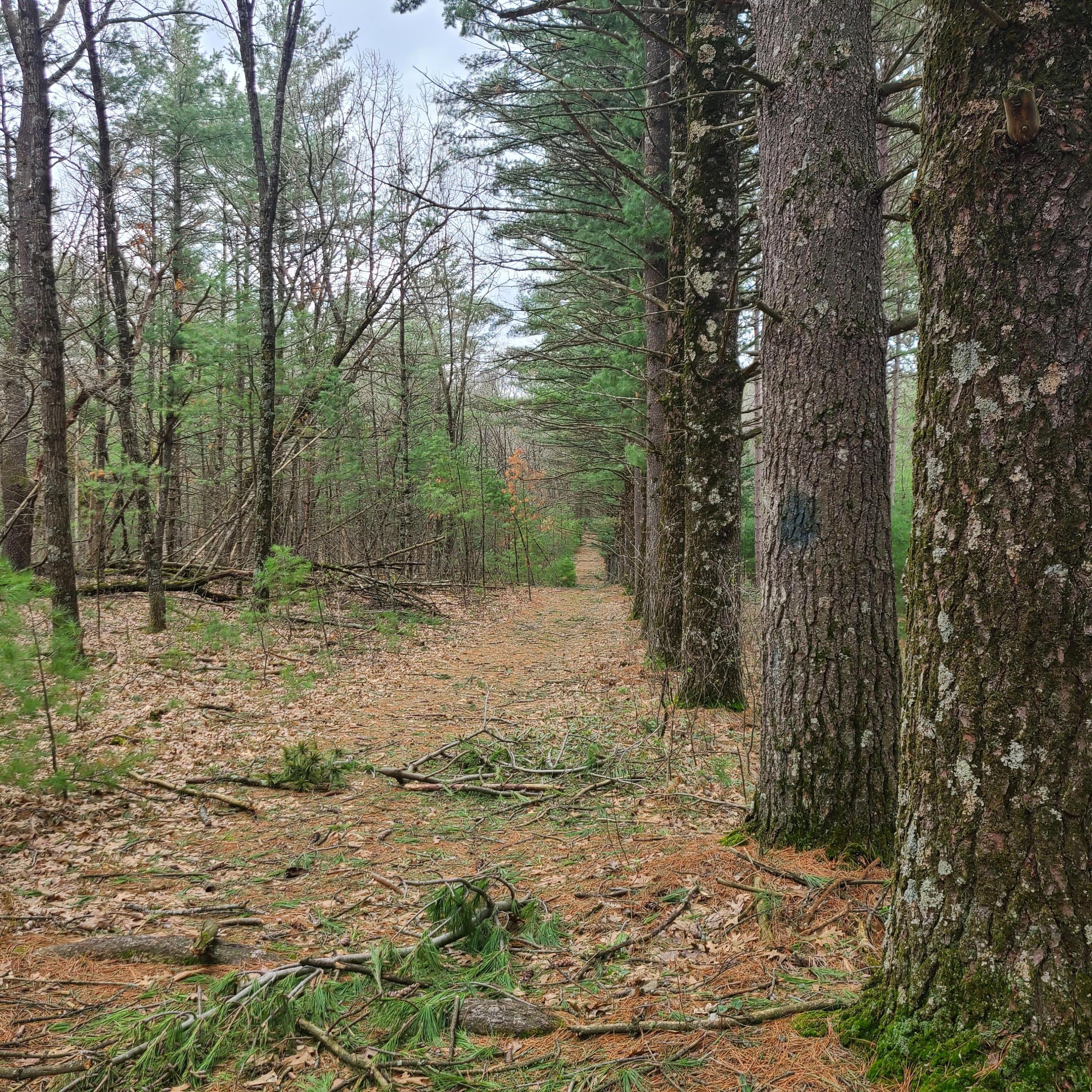 Lt1 Fawn Lane Hancock, WI 54943 - Photo 6 of 16 Fawn Ln trail back of lot 2