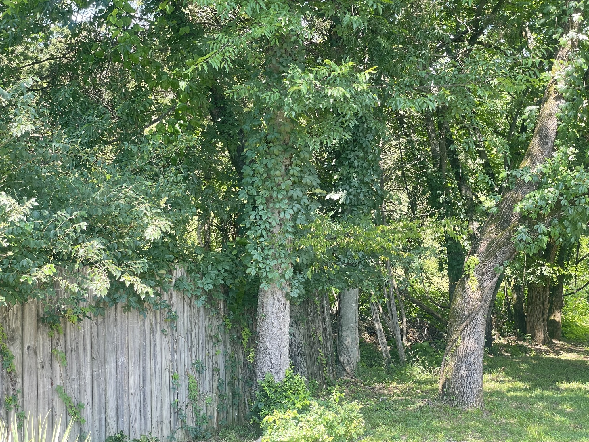 0 Stark Knob Road Hendersonville, TN 37075 - Photo 8 of 19