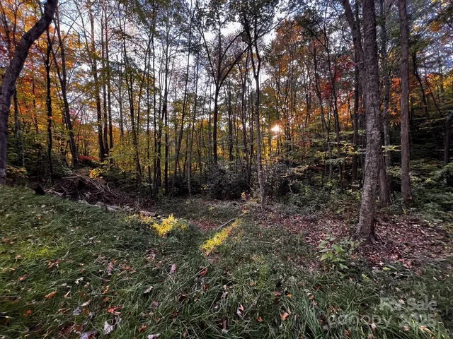 a view of a yard with large trees