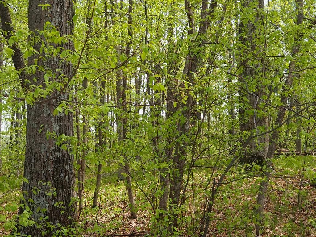 Lot 2 East Connors Lake Road Webster, WI 54893 - Photo 1 of 1
