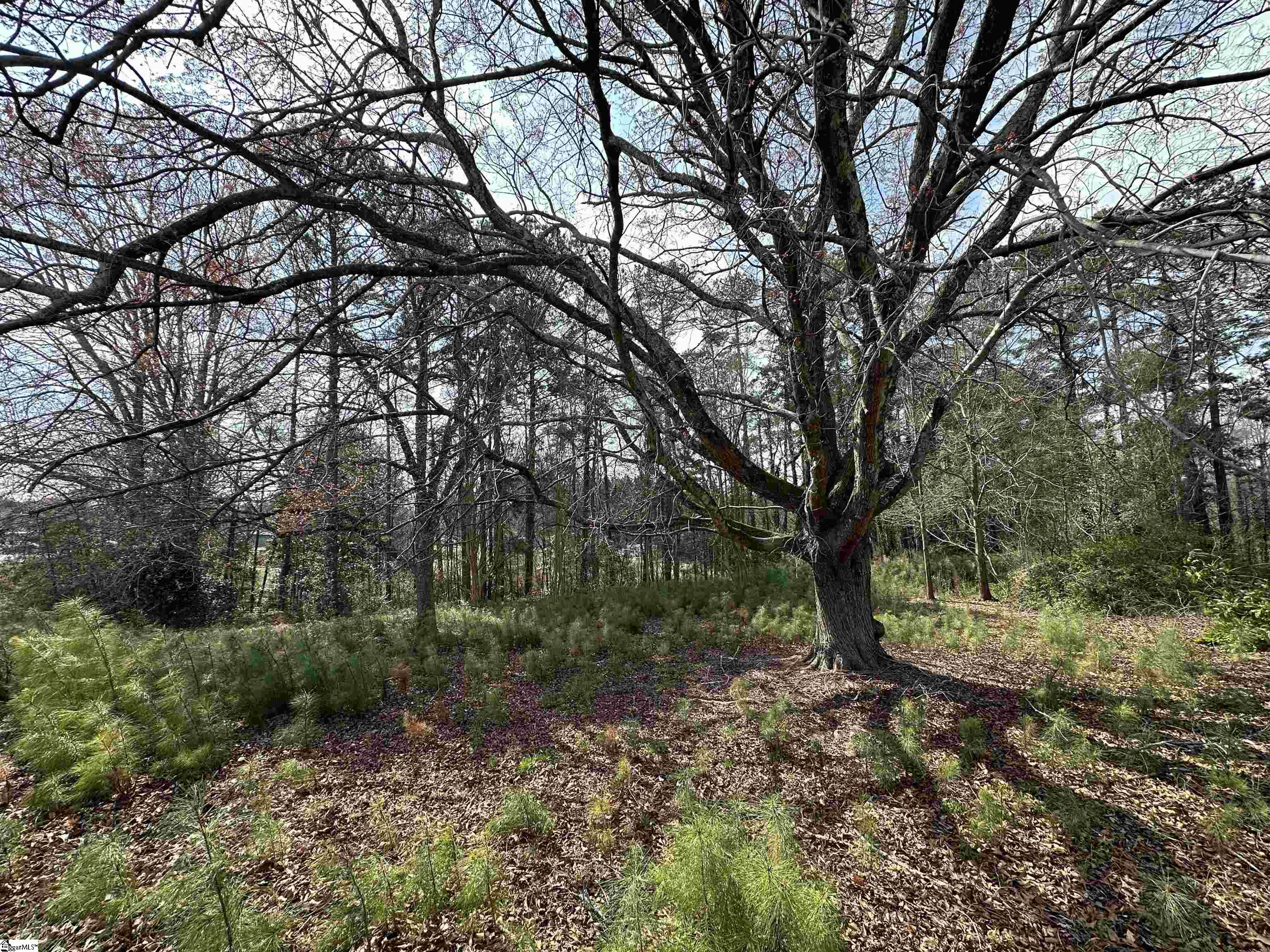 0 South Walnut Street Seneca, SC 29678 - Photo 12 of 12