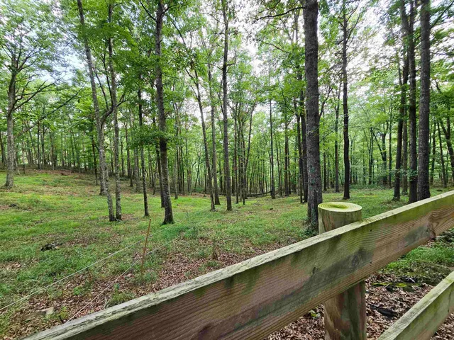 a view of a park with large trees
