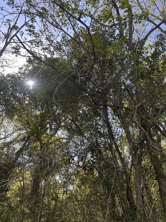 a view of tree