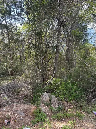 a view of a forest with trees in the background