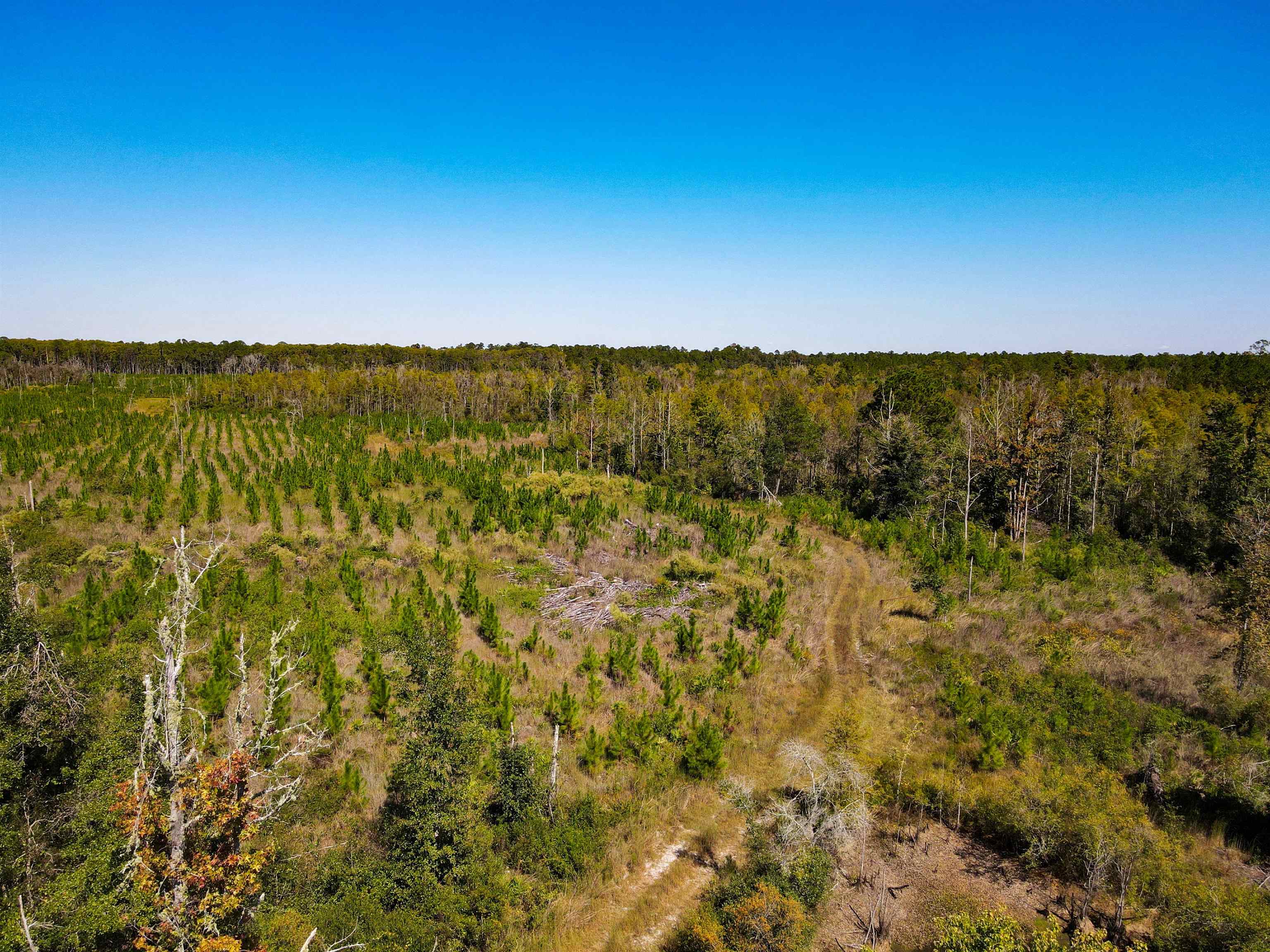 0 Southwest Mount Gilead Road Greenville, FL 32331 - Photo 10 of 33