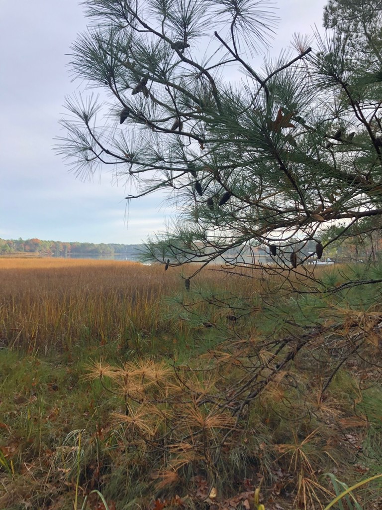 Lot 7 Lucas Trail, Unit 7 Machipongo, VA 23405 - Photo 11 of 11