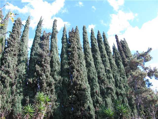 14125 Frame Road Poway, CA 92064 - Photo 19 of 25 Is privacy important to you? These amazing trees offer you all the privacy you could possibly want AND...face it---they are majestic!