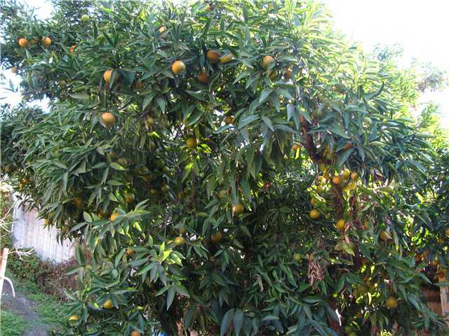14125 Frame Road Poway, CA 92064 - Photo 20 of 25 Look at this amazing orange tree with ripe fruit just waiting to be biten into!!