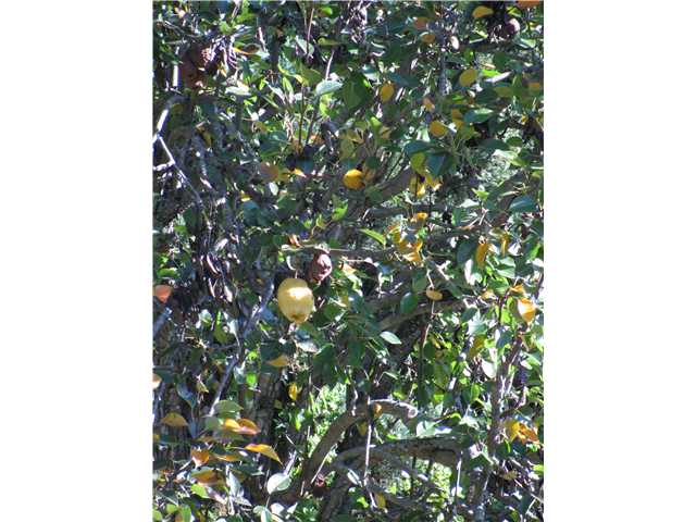 14125 Frame Road Poway, CA 92064 - Photo 23 of 25 Fruit tree's producing in abundance---over a dozen as per supplemental remarks~