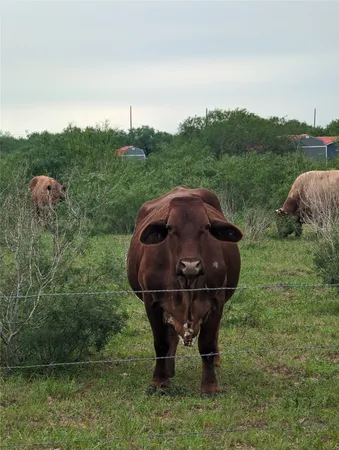 $88,500 | Lot 18 Cr 430 Premont Tx 78375, Premont, TX 78375