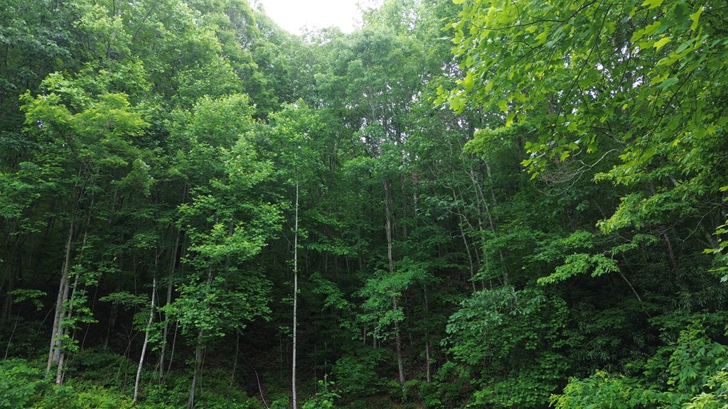 115 Calvender Road Turtletown, TN 37391 - Photo 10 of 23 a view of a forest with lots of trees