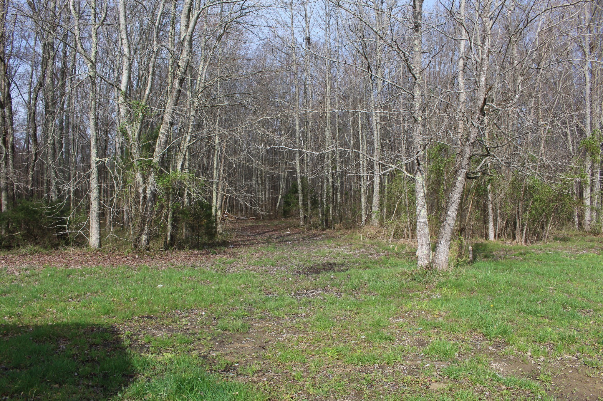 1117 Bob Meadows Road Manchester, TN 37355 - Photo 4 of 4 a view of a backyard with large trees