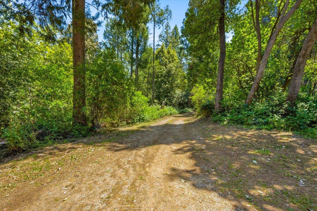 19643 Sages Road Nevada City, CA 95959 - Photo 23 of 39 a view of a yard with plants and large trees