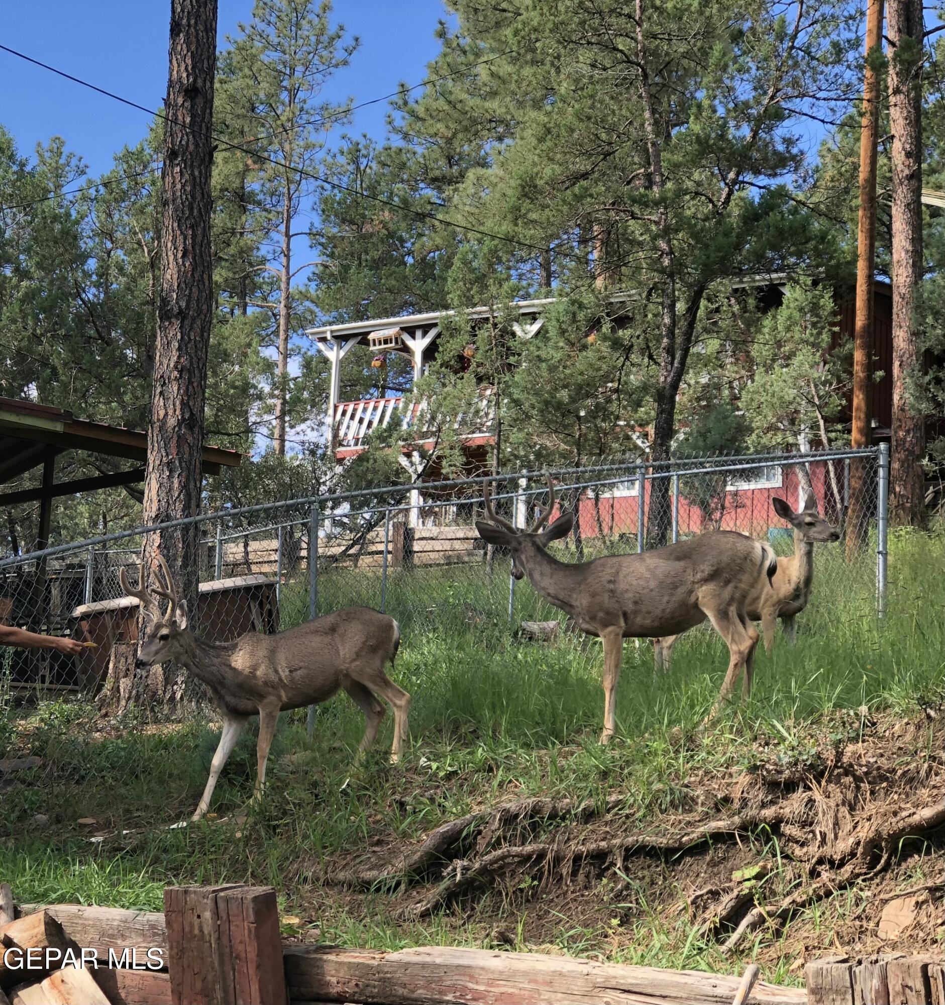 217 Juniper Road Ruidoso, NM 88345 - Photo 17 of 17 front yard