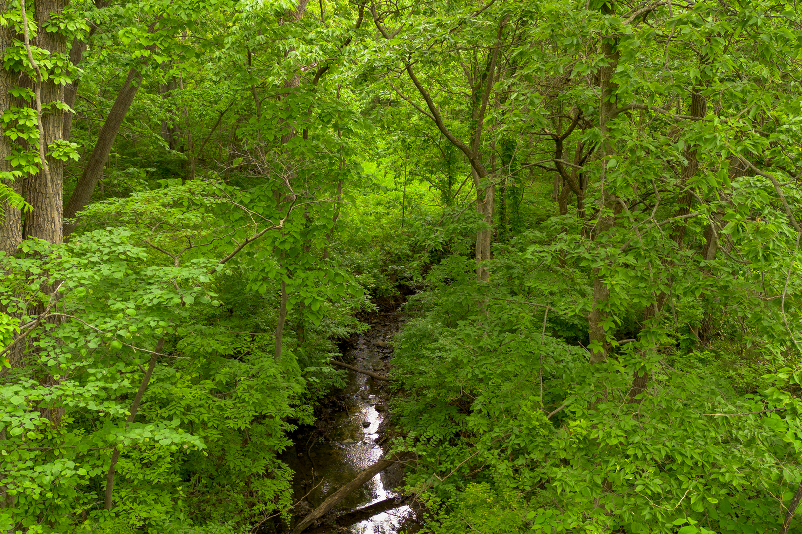 698 North 2853rd Road LaSalle, IL 61301 - Photo 37 of 39 a view of a lush green forest