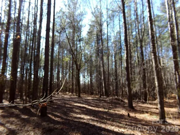 a view of a yard with trees