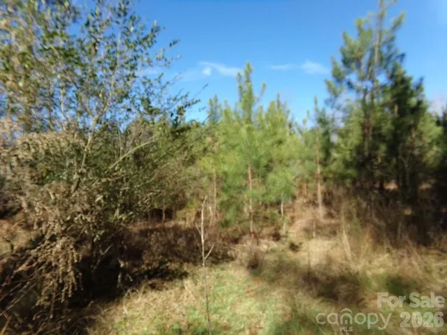 a view of a bunch of trees and bushes