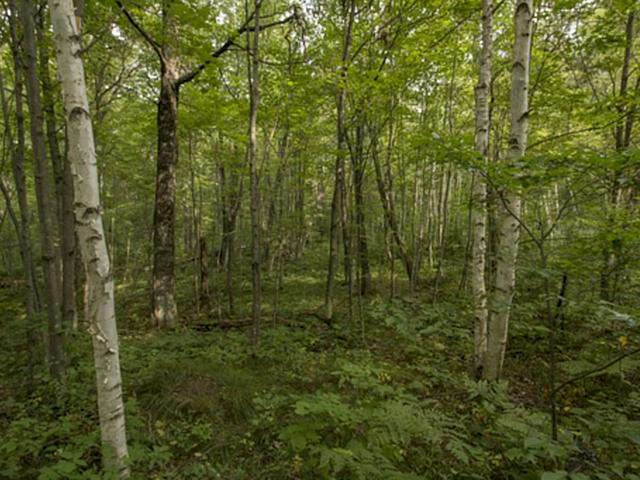 Lot 0 Other Springbrook, WI 54875 - Photo 13 of 13 Gallery Image 13