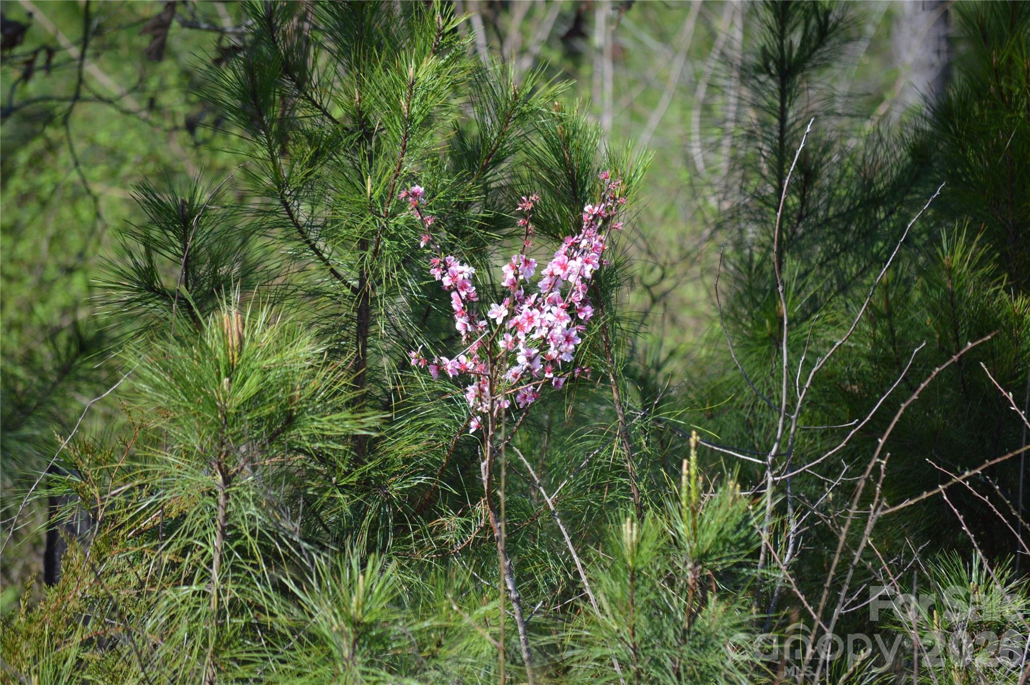 0 Bobby Faucette Road, Unit 4 Jonesville, SC 29353 - Photo 13 of 18
