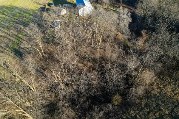 a view of a forest