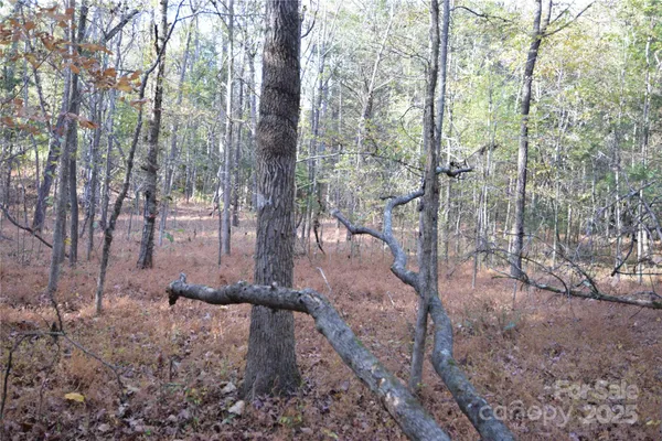 a view of a forest filled with trees