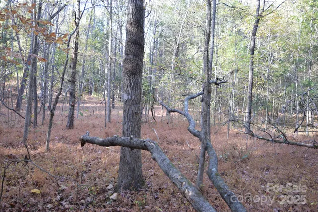 a view of a forest filled with trees