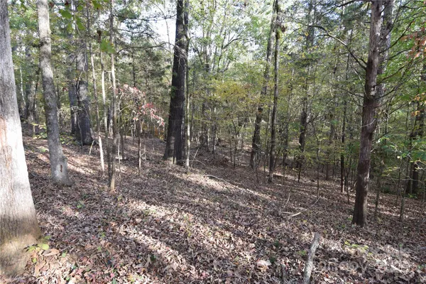 a view of a forest with trees