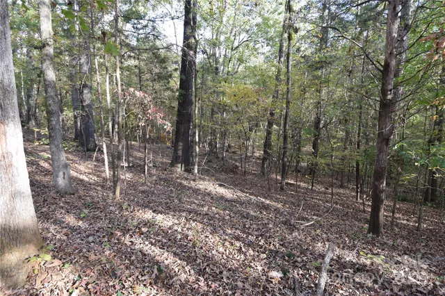 a view of a forest with trees