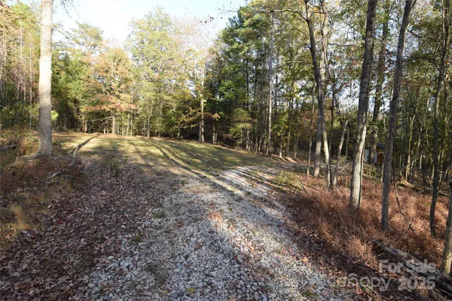 a view of a forest with trees