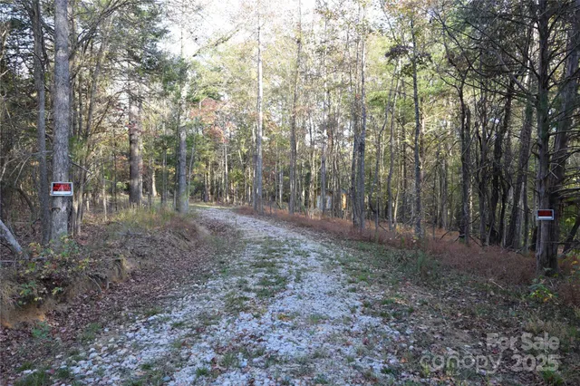 a view of a forest with trees in the background