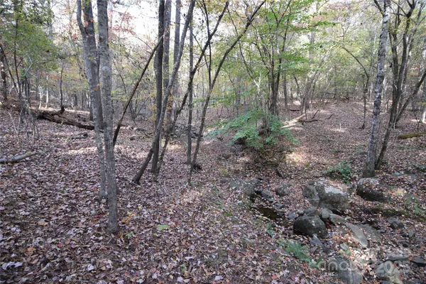 a view of a forest with trees