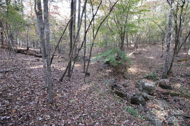 a view of a forest with trees