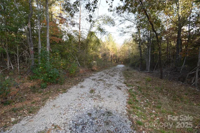a view of a forest with trees in the background