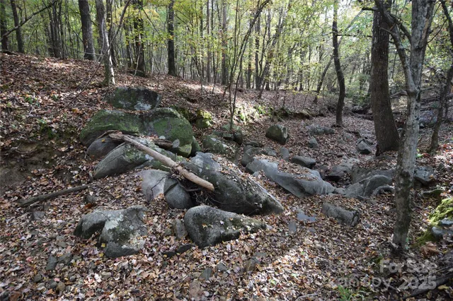 a view of a forest with trees