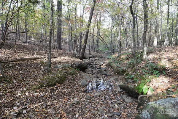 a view of a forest filled with trees