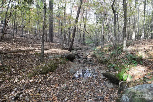 a view of a forest filled with trees