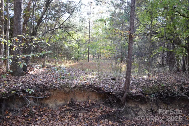 a view of water with a tree