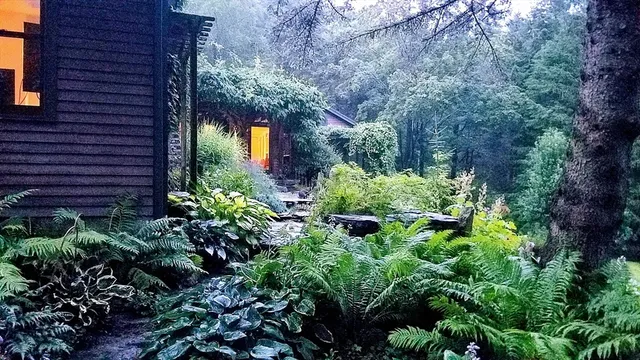 a view of a garden with plants and trees