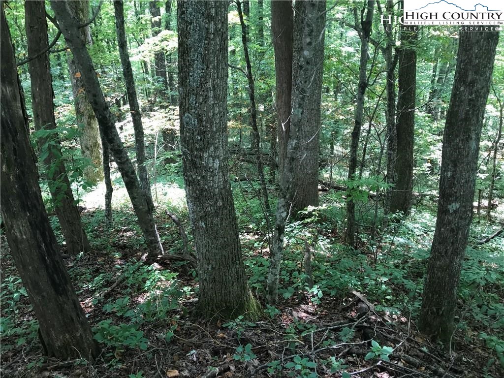 Maplewood Circle Boone, NC 28607 - Photo 3 of 5 Gallery Image 3