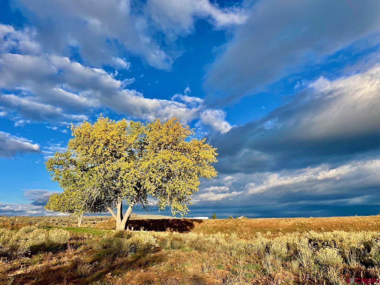 17 Road 17 Cortez, CO 81321 - Photo 11 of 19 a view of a big yard