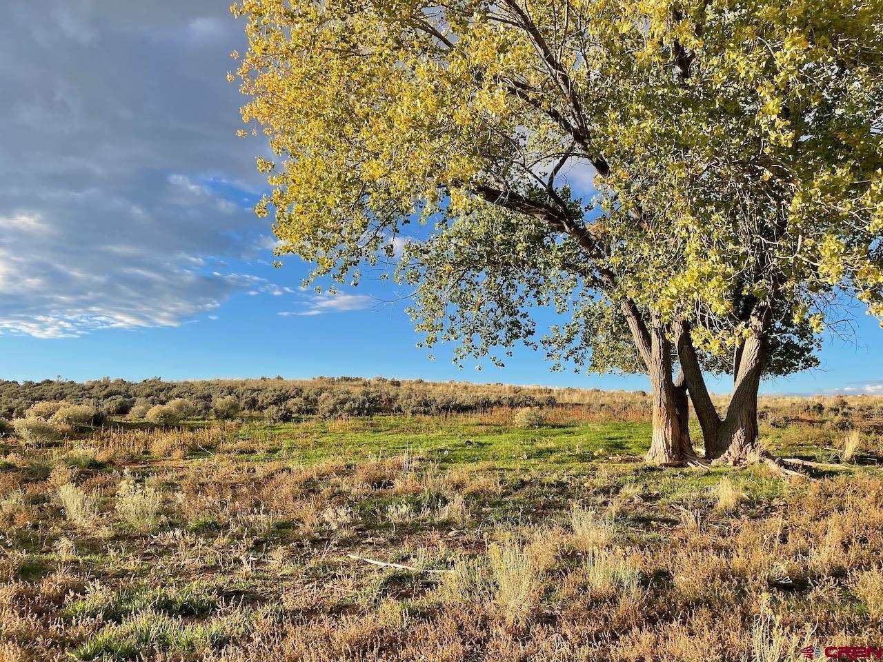 17 Road 17 Cortez, CO 81321 - Photo 12 of 19 a view of a yard with an trees