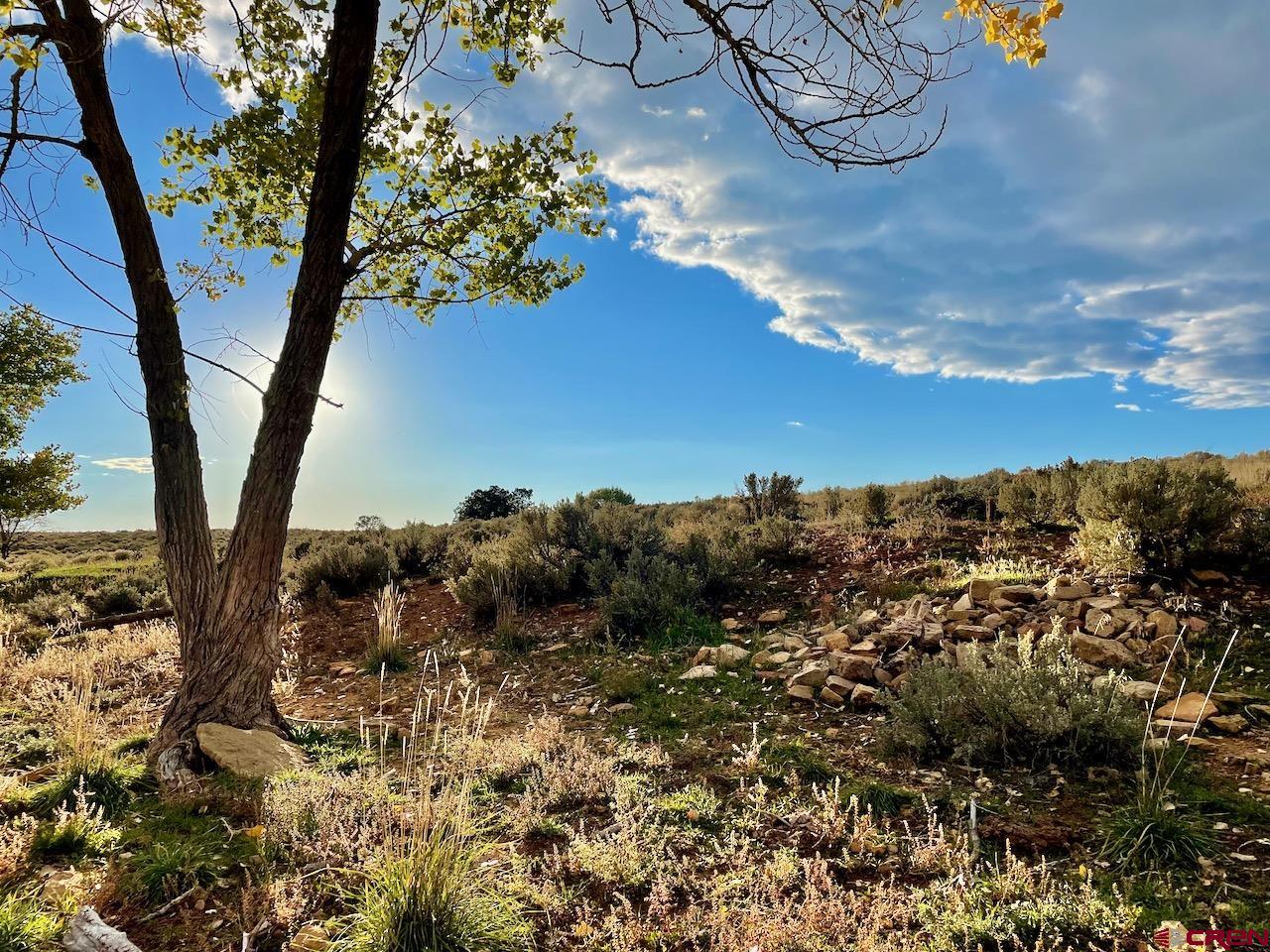 17 Road 17 Cortez, CO 81321 - Photo 13 of 19 a view of a tree in a yard