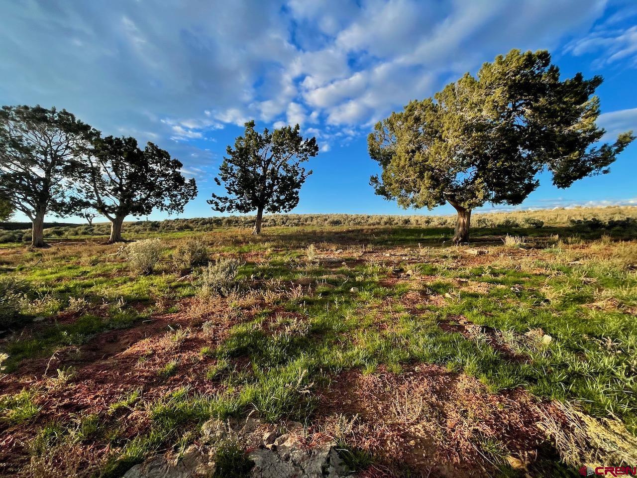 17 Road 17 Cortez, CO 81321 - Photo 8 of 19 a view of a yard