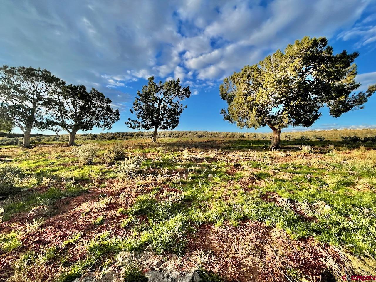 17 Road 17 Cortez, CO 81321 - Photo 9 of 19 a view of a yard