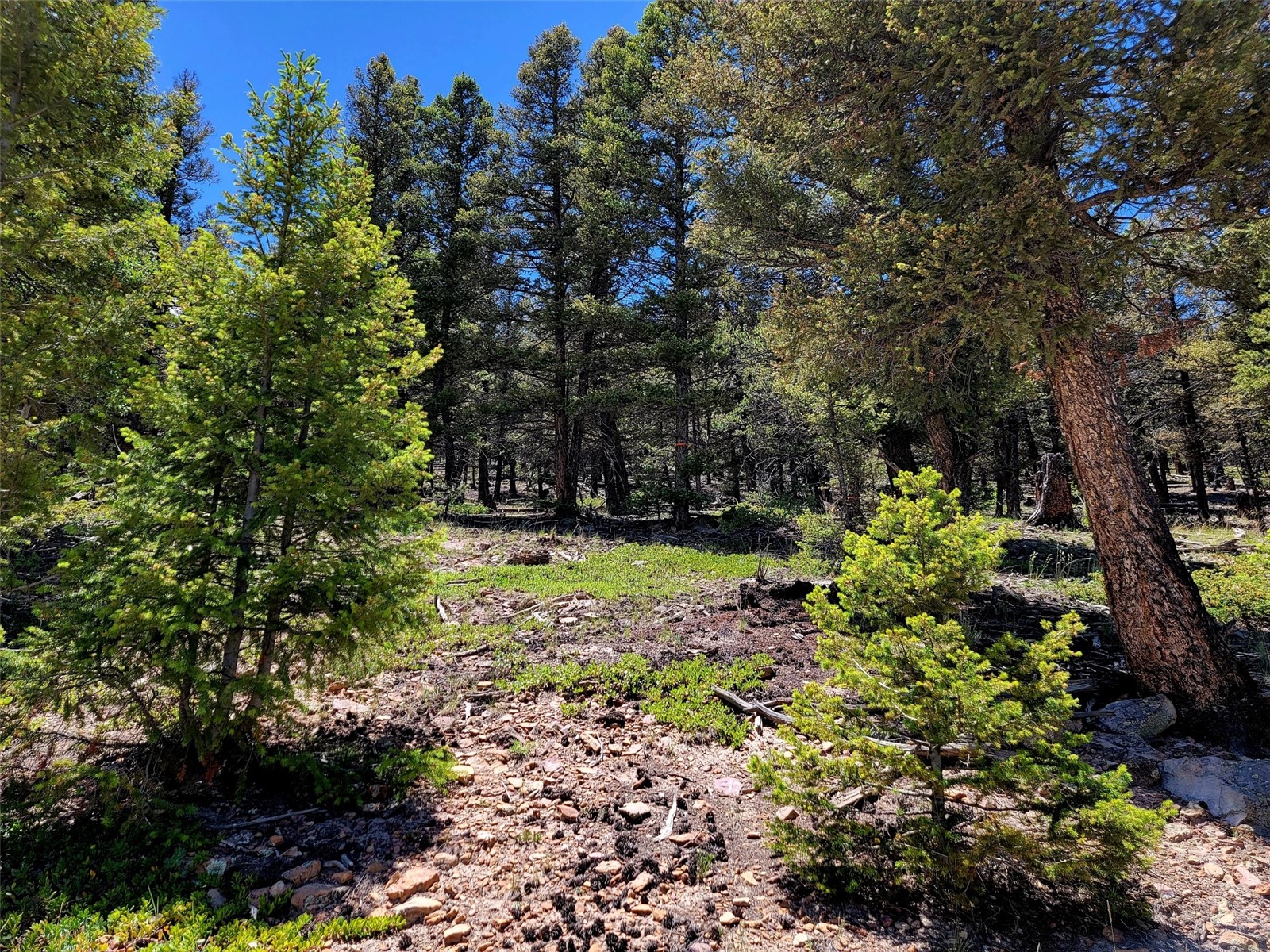 View of local wilderness