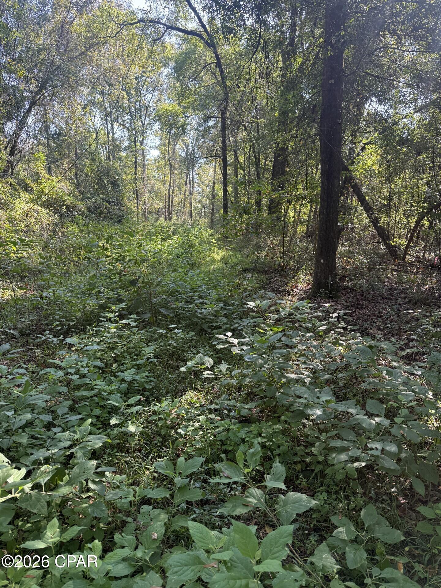 0 Jacob Road Marianna, FL 32446 - Photo 7 of 18 Gallery Image 7