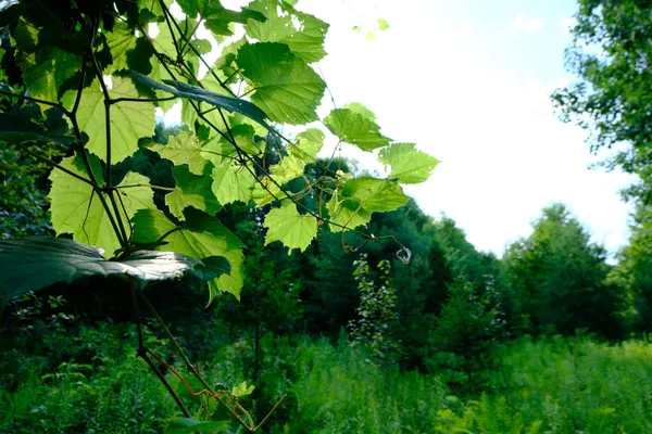 $295,000 | 0 Calendar Brook Road, Lyndonville, VT 05851